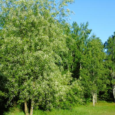 2. Biala Dama Wiktoria Mietkiewicz