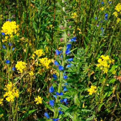 3. Na Polanie Daria Szymacha