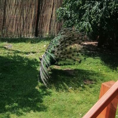 Img 20240710 103131 Resized 20240710 091631291